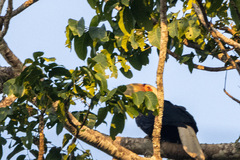 Rhyticeros undulatus