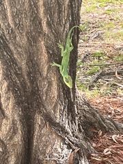 Anolis equestris