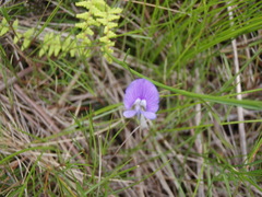 Psoralea trullata