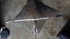 Rhinoptera