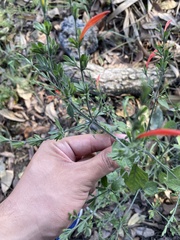 Dicliptera sexangularis