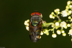 Hemilucilia