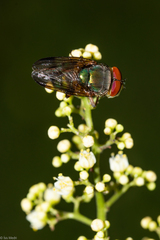 Hemilucilia