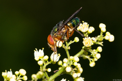Hemilucilia
