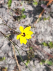 Coreopsis leavenworthii