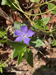 Vinca