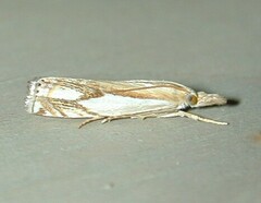 Crambus agitatellus