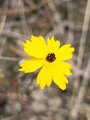 Coreopsis leavenworthii