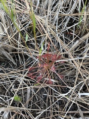 Drosera intermedia