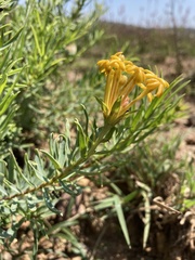 Lasiosiphon capitatus