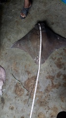 Rhinoptera