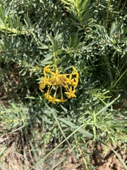 Lasiosiphon capitatus