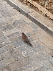 Streptopelia senegalensis