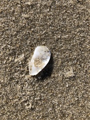 Crepidula plana