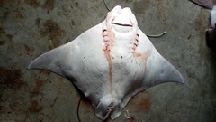 Rhinoptera