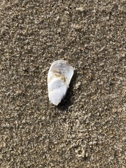 Crepidula plana