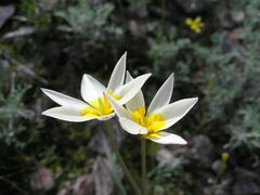Tulipa biflora