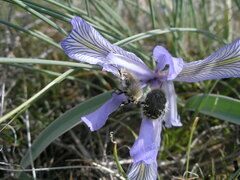 Tropinota hirta hirtiformis