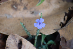 Eranthemum roseum