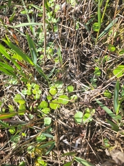 Hydrocotyle umbellata