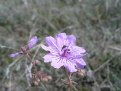 Geranium linearilobum
