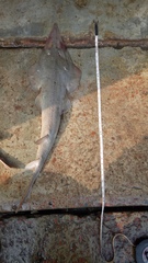 Glaucostegus younholeei