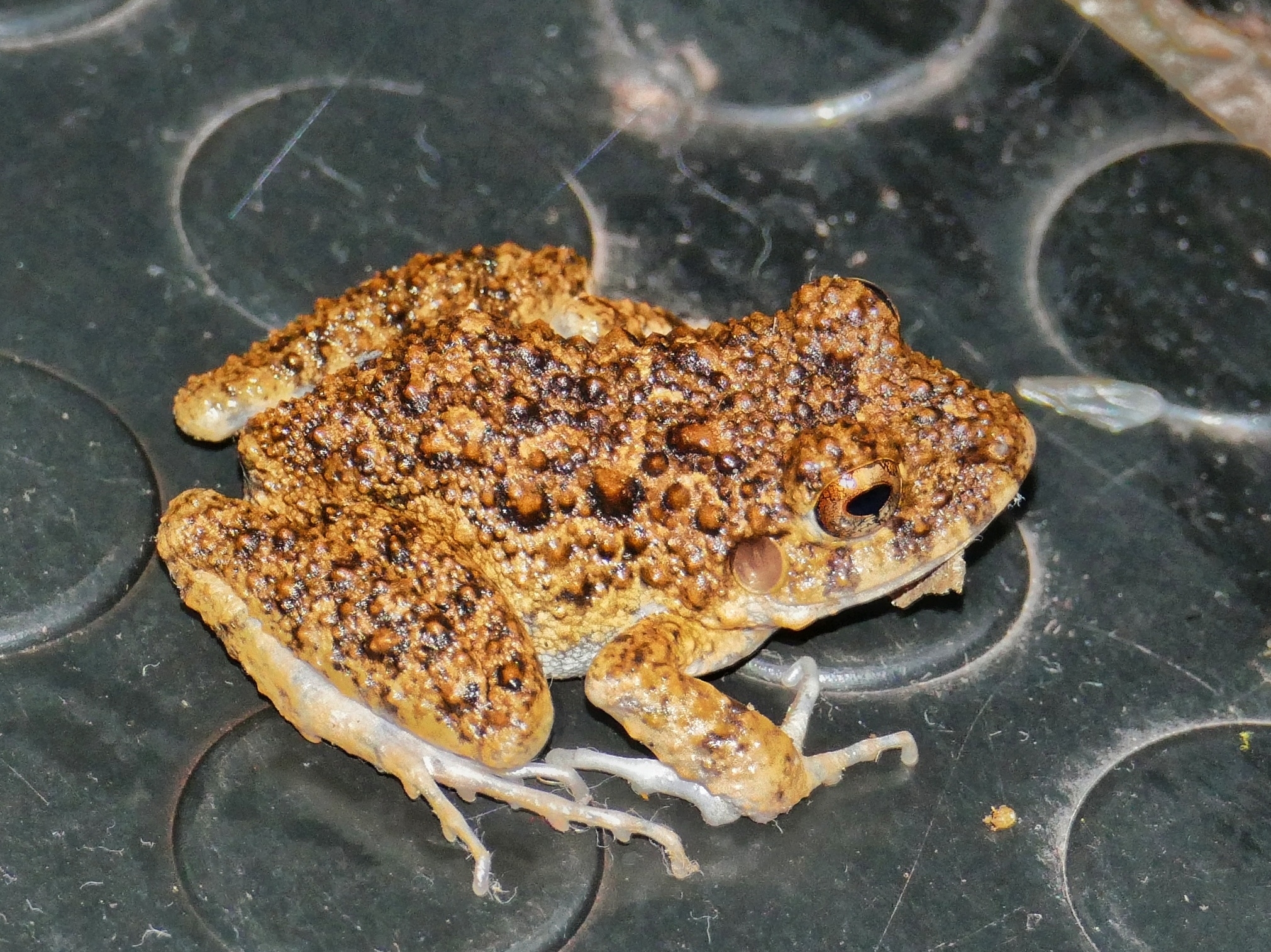 Craugastor bransfordii (Cope, 1886)