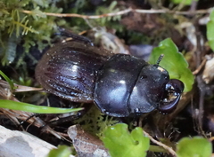 Geodorcus helmsi
