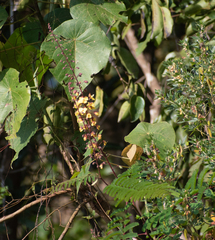 Peltophorum pterocarpum