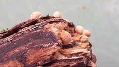 Simocybe haustellaris