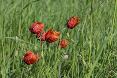 Papaver argemone