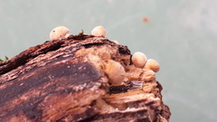 Simocybe haustellaris