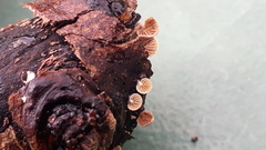 Simocybe haustellaris