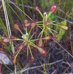 Drosera glabripes