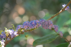 Memecylon umbellatum