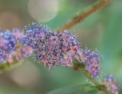 Memecylon umbellatum