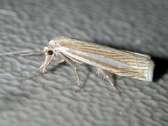 Crambus laqueatellus