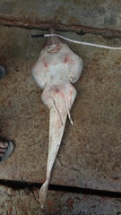 Glaucostegus younholeei