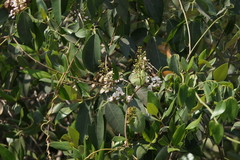 Derris trifoliata