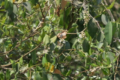 Derris trifoliata