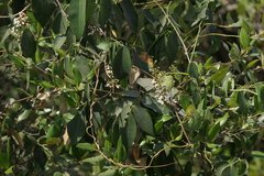 Derris trifoliata