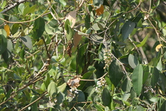 Derris trifoliata