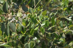 Derris trifoliata