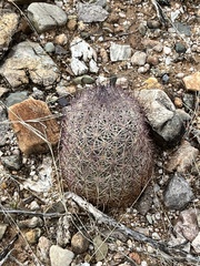 Echinomastus erectocentrus