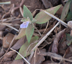 Hygrophila auriculata