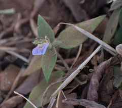 Hygrophila auriculata