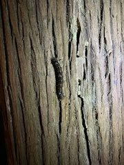 Lasiocampoidea