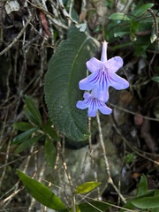 Streptocarpus rexii