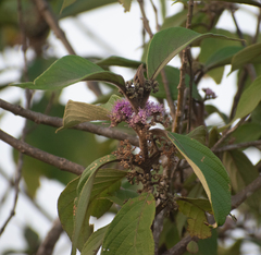 Memecylon umbellatum