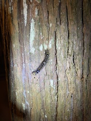Lasiocampoidea
